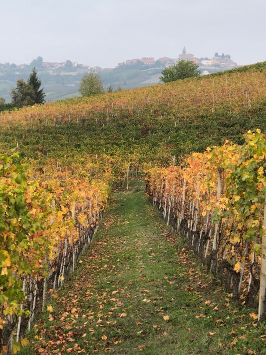 La Coltivazione Sostenibile del Vino