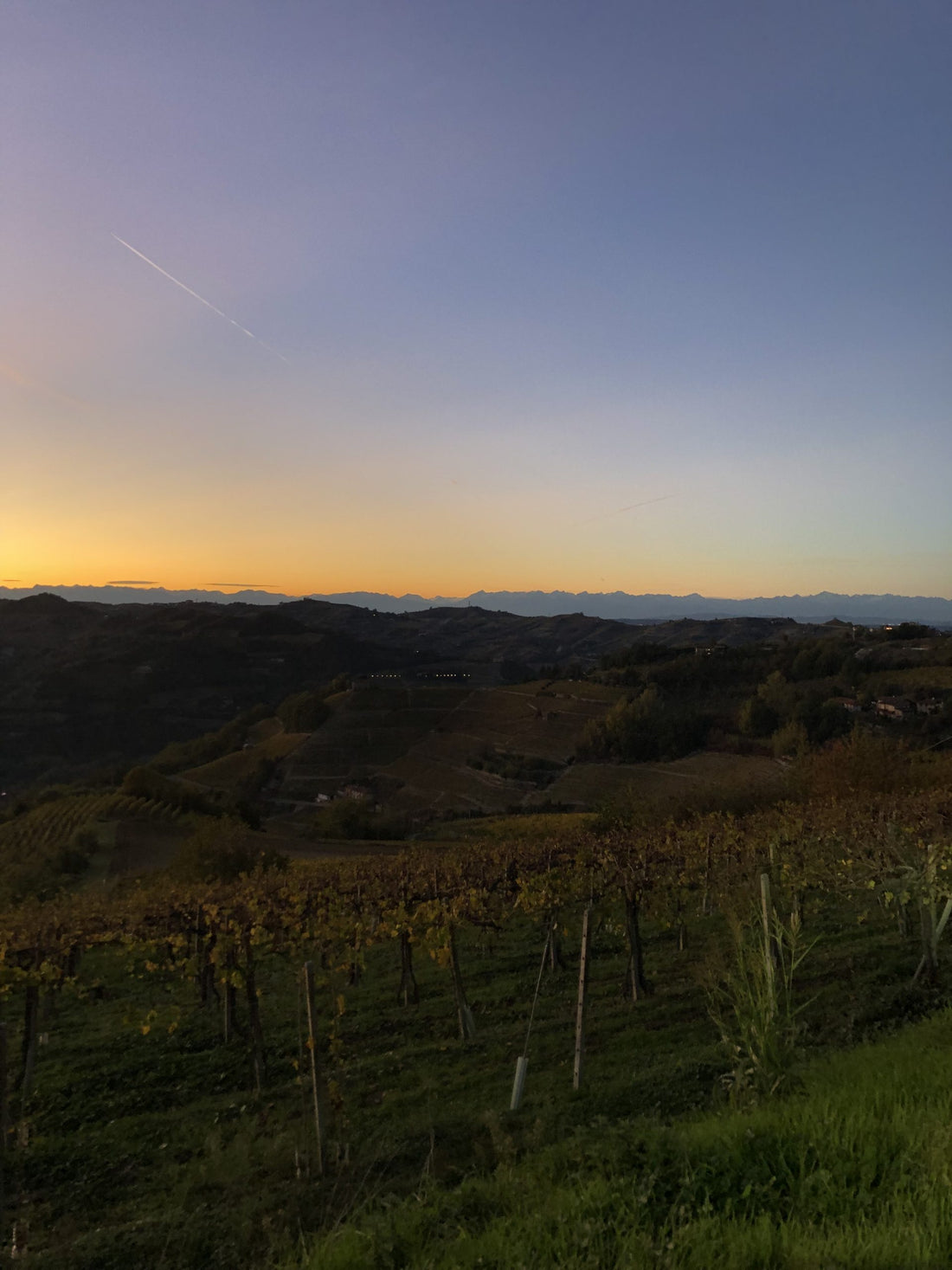 Piantare un Vigneto Adeguato